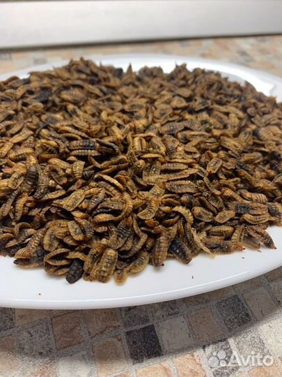 Личинка черной львинки(Сушёная)для кур,рыб,уток