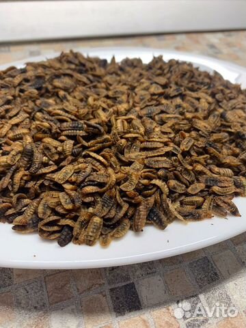 Личинка черной львинки(Сушёная)для кур,рыб,уток