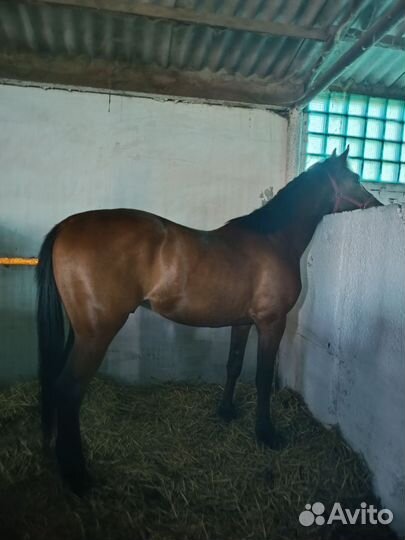 Шикарный Русский рысак 2021 г.р