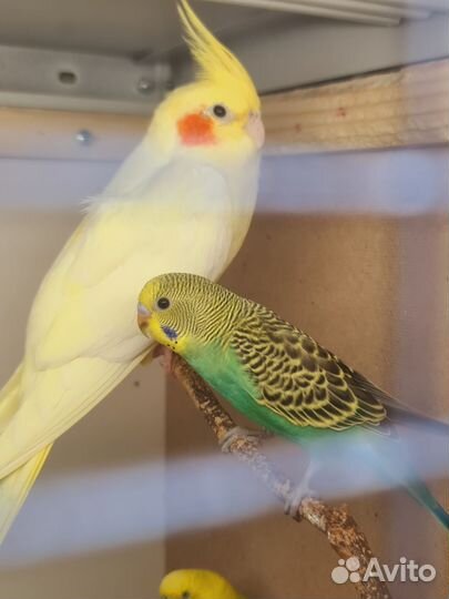 Волнистый попугай