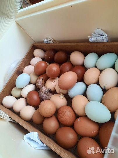 Инкубационное яйцо кур, индоуток