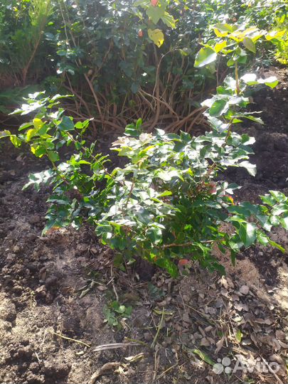 Магония падуболистная