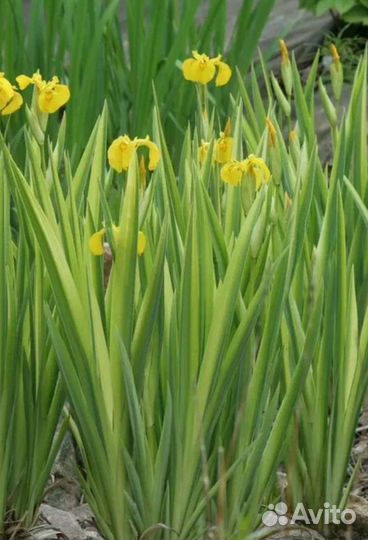 Ирис полосатый болотный