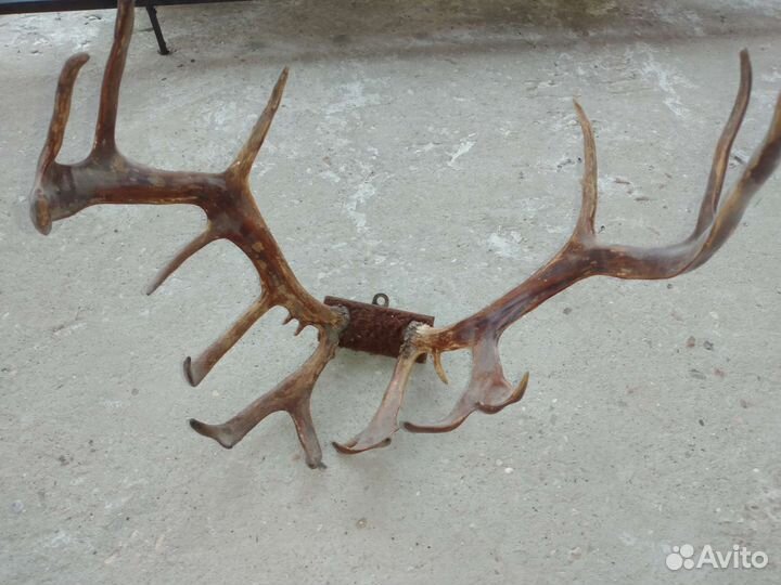 Рога оленя