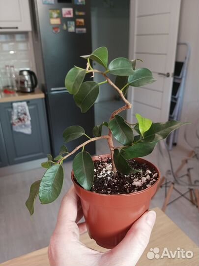 Фикус Твайлайт, Вианди, Циатистипула, Религиоза