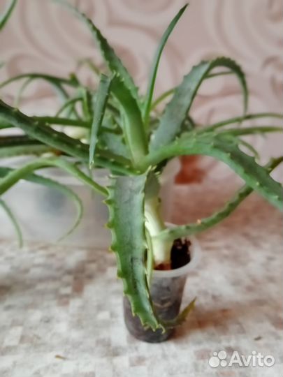 Алоэ лечебный