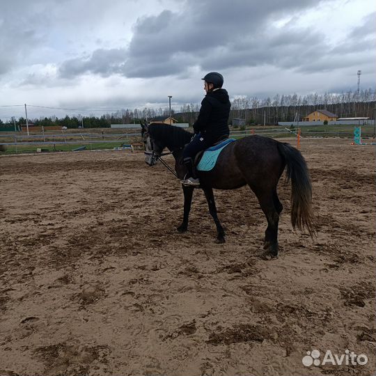 Продажа лошадей