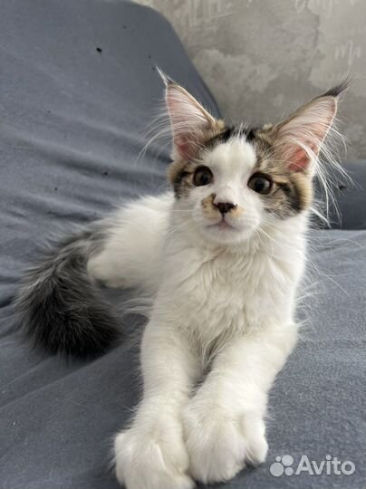 Котенок Мейн-кун
