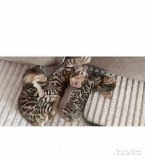 Бенгальский кот вязка