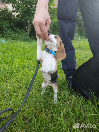 Щенки бигль