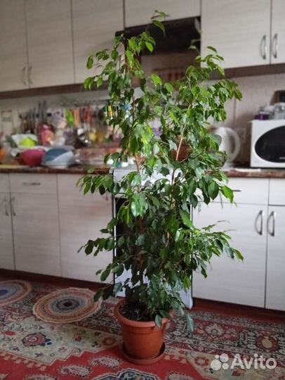 2 Фикуса, Бенджамина большие