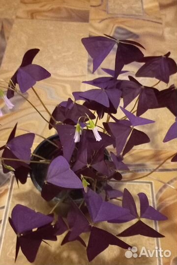 Традесканция.Кислица