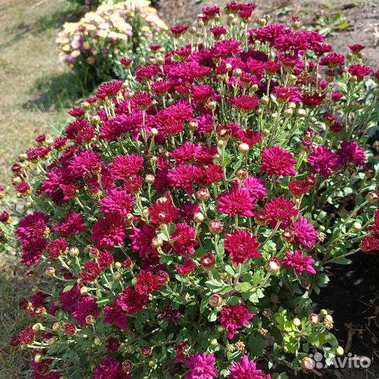 Хризантемы мультифлора укоренённые черенки