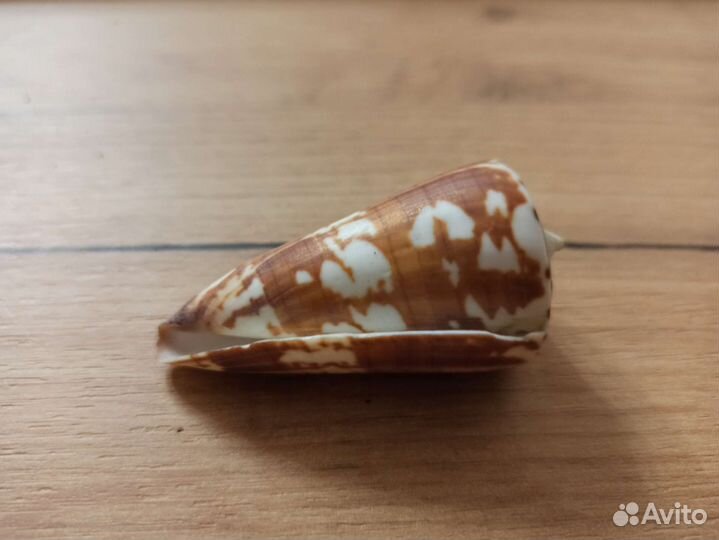 Морская раковина