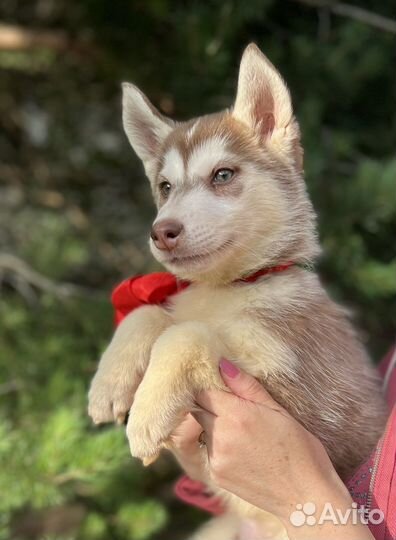 Щенки сибирской хаски, девочка 2,5 мес