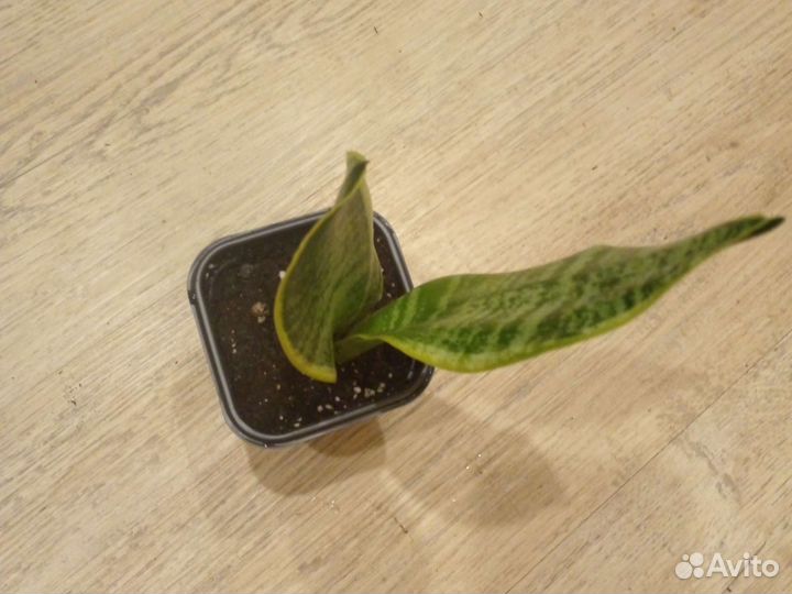 Сансевиерия