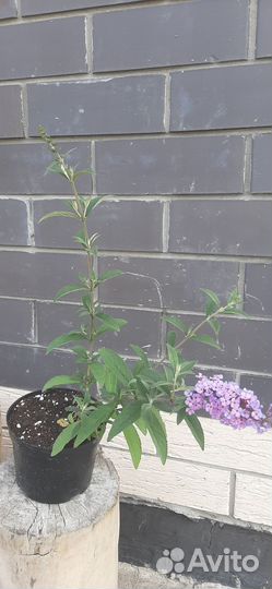 Будлея кустарник