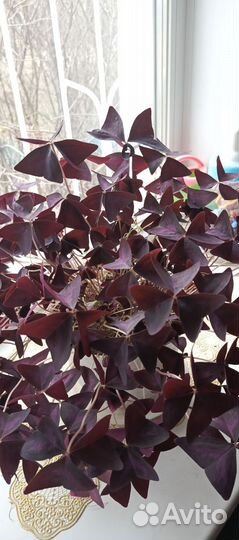 Кислица оксалис взрослое растение