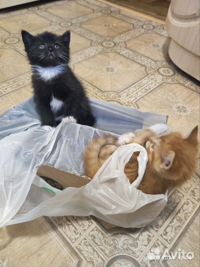 Котята в добрые руки