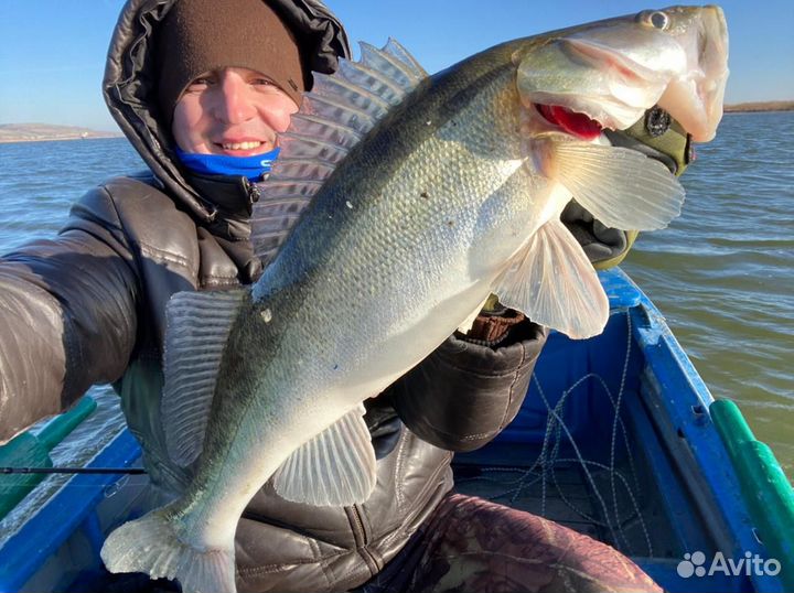 Свежая рыба судак