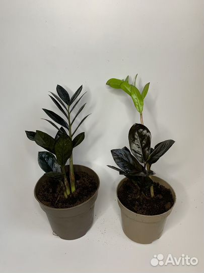 Замиокулькас черный равен(деленки)