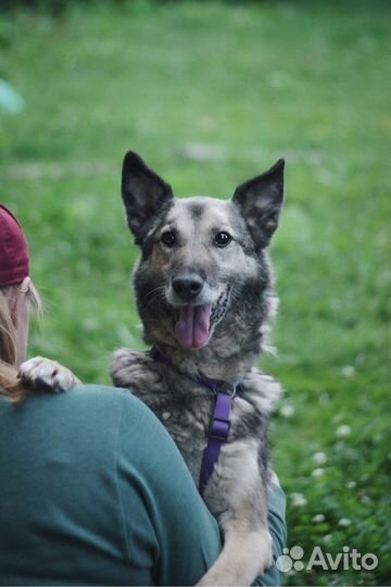 Ева ищет дом. Собака в добрые руки