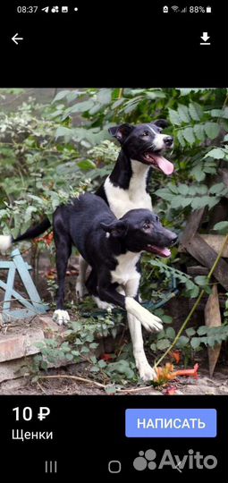 Собаки в добрые руки