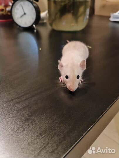 Декоративная крыса дамбо