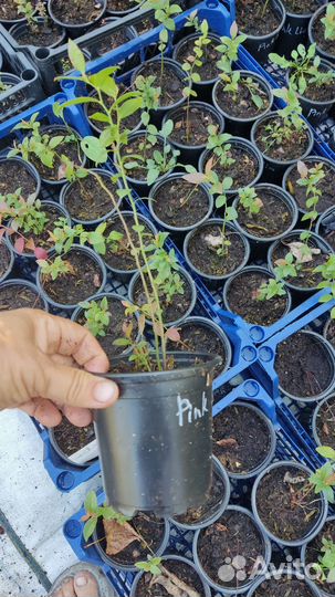 Саженцы голубики - Река