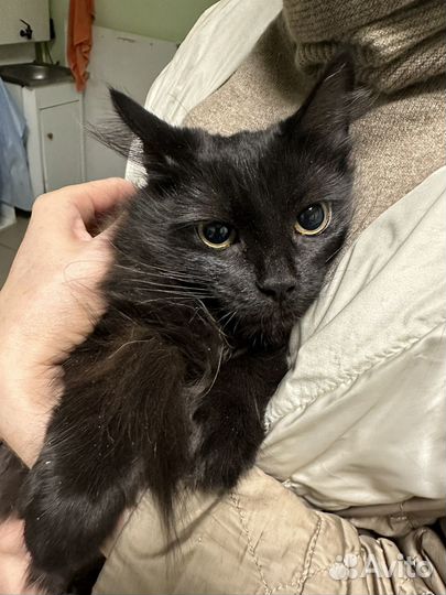Котенок девочка 5 мес