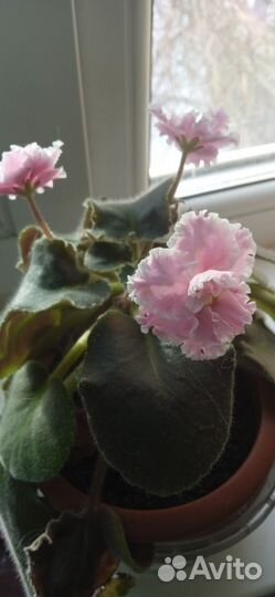 Цветущие фиалки