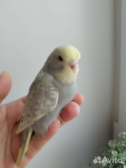 Волнистые попугаи, ручные птенцы