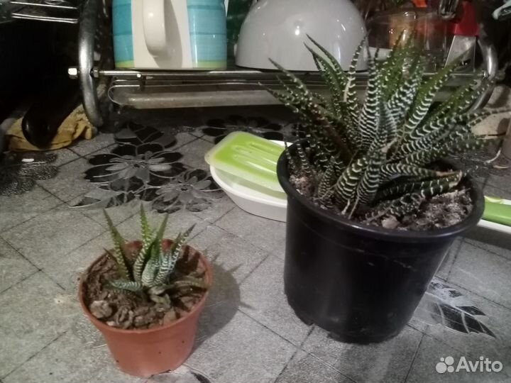 Кактусы и суккуленты