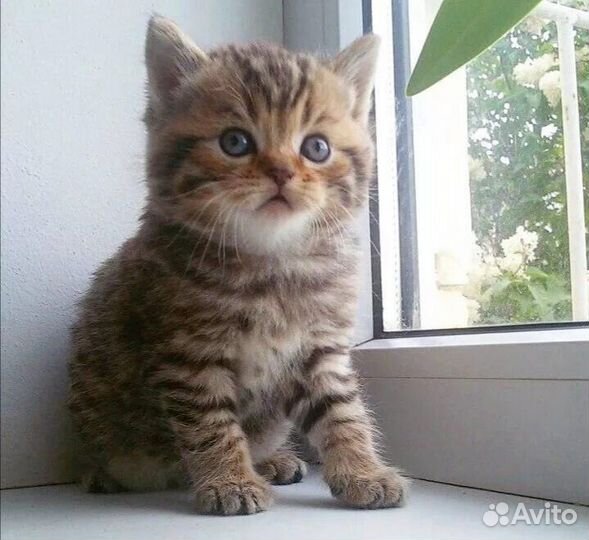Шотландские котята