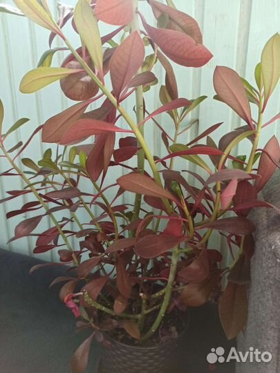 Синадениум или дерево любви