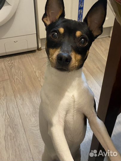 Той фокстерьер вязка