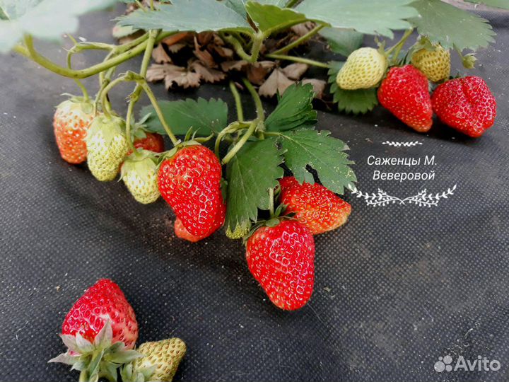 Садовые растения разные мv