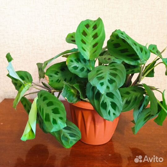 Маранта, кротон