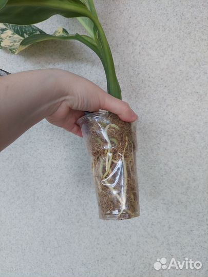 Диффенбахия Yellow variegated, дрифтинг