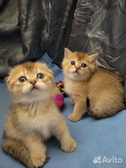 Шотландские котята