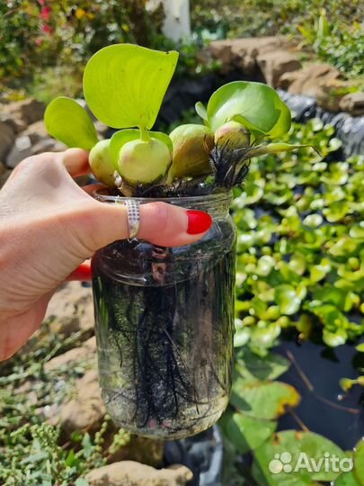 Эйхорния водяной гиацинт