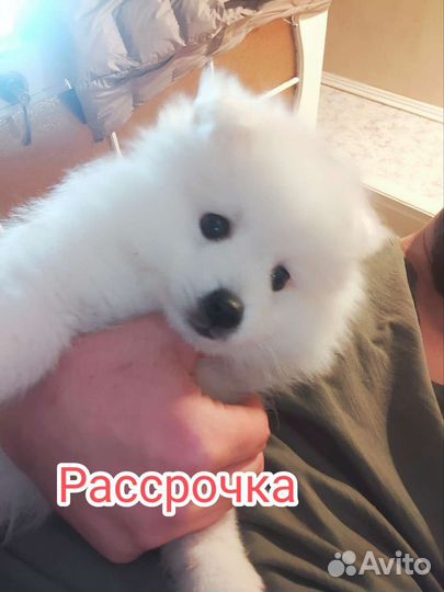 Японский шпиц щенки
