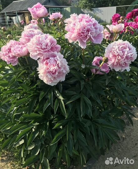 Пионы розовые
