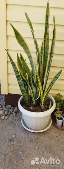 Сансевьерия тещин язык