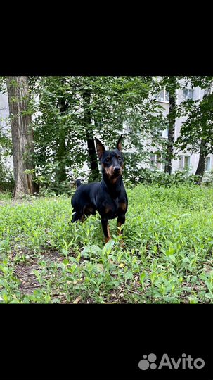 Молодой мальчик ищет девочку