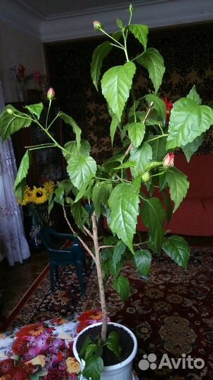 Гибискус/роза китайская