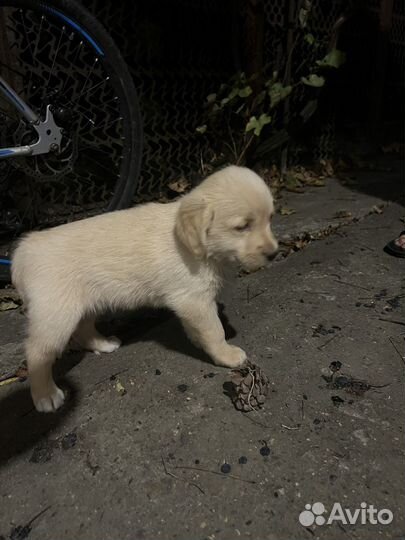 Двортерьер