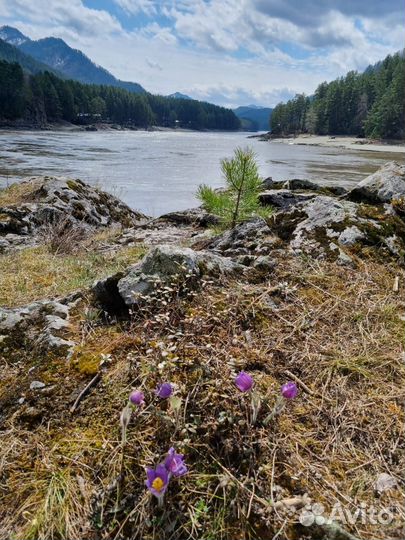 Тур на майские праздники в Алтай