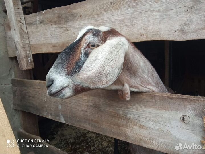 Коза нубийская дойная