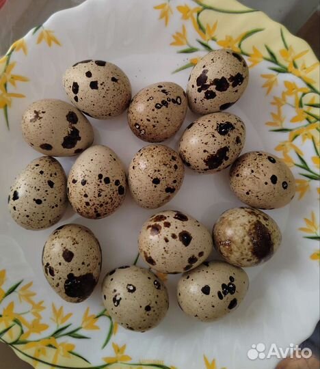Домашние перепелиные яйца